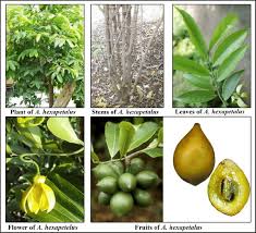 Image result for Artabotrys