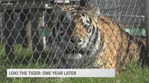Tiger Rescued From Abandoned Houston House Thriving In Murchison One Year Later Cbs19 Tv