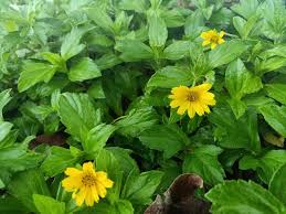 Serunai Rambat Bunga Matahari Bunga