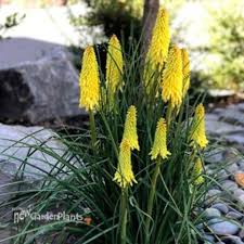 Image result for Kniphofia
