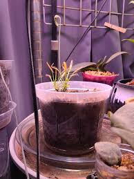 Image result for Rotala capensis