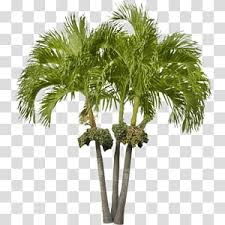 Attalea Transparent Background Png Cliparts Free Download Hiclipart Babassu, babassu palm, coco de macao, orbignya martiana, orbignya spesiosa. attalea transparent background png