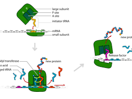 We did not find results for: Translation Making Protein Synthesis Possible
