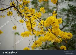 Image result for Handroanthus chrysotrichus