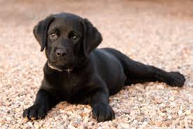 Depending on where you get it the price will always be different. Buying A Labrador Puppy Price And Everything You Need To Know Marshalls Pet Zone