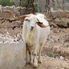 An Animal June 08 2013 The Changthangi Goat Are Raised Cashmere Production And Used As Pack Animals The Farmer Near Me Has 3 Of These Bea Goats Animals Breeds