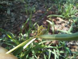 Image result for Raphionacme globosa