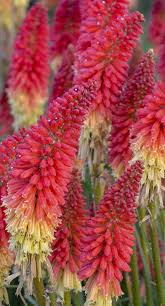 We did not find results for: Pyromania Rocket S Red Glare Red Hot Poker Kniphofia Hybrid Long Blooming Perennials Beautiful Flowers Garden Flowers Perennials