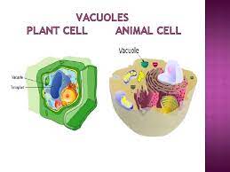 Why do animal cells have vacuoles. Vacuoles Plant Cell Animal Cell Introduction A Vacuole