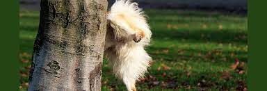 4 Reasons That Cause A Dog S Urine To Smell Like Ammonia