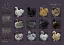 Silkie Chicken Color Chart Chicken Breeds Bantam Chickens