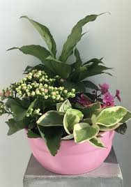 Kalanchoe Como Cuidar Mudas E Ideias De Decoracao Vasos Rusticos Vasos Plantas