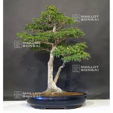 Check spelling or type a new query. Outdoor Bonsai Trees Acer Palmatum Shishigashira Ref 22060183 From Maillot Bonsai The Store Maillot Bonsai