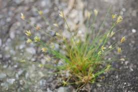 Image result for Bulbostylis densa