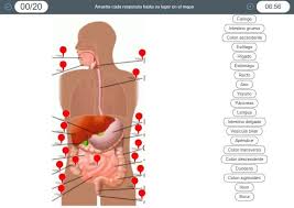 Juegos Partes Aparato Digestivo Para Ninos Partes Del Aparato Digestivo Aparato Digestivo Sistema Digestivo Humano