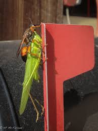 Adults feed on nectar and plant sap, helping pollination. A Field Guide To August Vermont Center For Ecostudies
