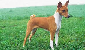 With time the breed moved down to central africa. Basenji Breed Information
