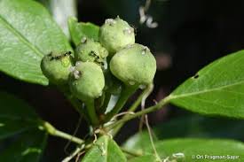 Image result for Maerua triphylla