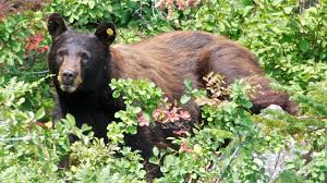 These creatures are not native to the state, but staff from south dakota game, fish, and parks says their trail cameras confirmed several bear sightings. South Dakota Zoo Takes In 2 Troublesome Black Bears