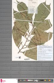 Image result for Caloncoba