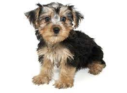 Florida is a barcelona metro station in the municipality of l'hospitalet de llobregat, served by l1 (red line). Morkie Puppies For Sale In Florida From Vetted Breeders