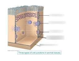 Which type of cellular junction form a quilted seal between cells? Ap Bio Chapter 3 Cells Diagram Quizlet