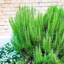 Image result for Rosmarinus officinalis