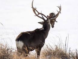 公鹿雙雄領軍 將與籃網第7戰決生死 影 2021/6/18 11:59（6/18 12:21 更新）. é‡Žé¹¿è§'ä¸ŠæŽ› ä¸€åœ˜ç¥žç§˜ç‰© è¶´è¶´èµ°ä»–èµ°è¿'çœ‹åš‡åˆ°ç™±è»Ÿ æ˜¯ä¸€é¡†é ­