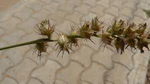 Image result for Cenchrus biflorus