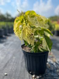 Image result for Acalypha sonderiana