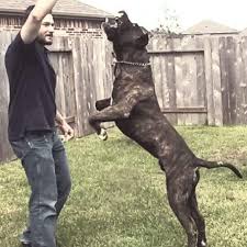 Litter Of 7 Presa Canario Puppies For Sale In Houston Tx Adn 26642 On Puppyfinder Com Gender Male S And Female S A Puppies For Sale Puppies Presa Canario