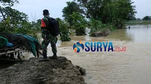 Gambar kata kata lamongan keras. Jebolnya Tanggul Di Lamongan Datang Bertubi Tubi Persawahan Yang Terendam Makin Luas Surya