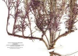 Image result for Dyssodia