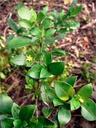 Image result for Psychotria heterosticta