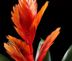 Il colore rosso da sempre rappresenta le emozioni forti quali amore rovente, passione incontrollata nella pagina, tutte le varietà di fiori che presentano petali di questa tonalità! Piante Con Fiori Rossi