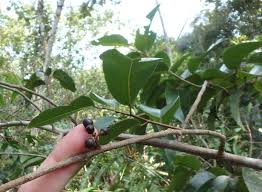 Image result for Scolopia