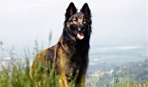 Belgian shepherd tervuren · medina, oh. Belgian Tervuren Breed Information