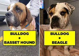 And with this popularity comes a bigger risk, as choosing english bulldog puppies for sale. 21 Bulldog Mixes That I Firmly Believe Are Just Adorable Mythological Creatures