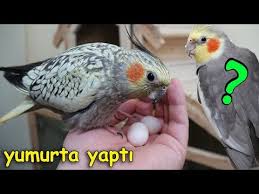 Muhabbet Kusu Ceresi Cok Kalin Balkona Gelen Ebabil Kusu Youtube