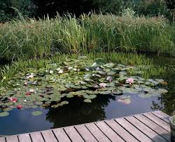 Image result for Cyperus longus