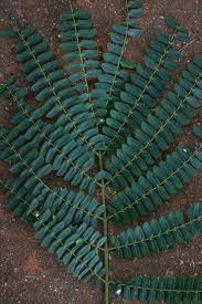 Image result for Albizia schimperiana