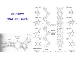 Moderna granted fast track designation for mrna vaccine against respiratory syncytial virus. Gene Quantification Mrna Analysis Methods Mrna Quantification