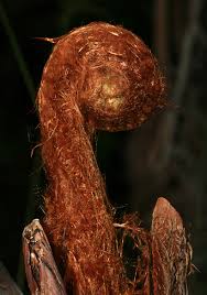 Image result for Duosperma fimbriatum