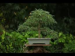 Tamarind (tamarindus indica) is a leguminous tree (family fabaceae) bearing edible fruit that is indigenous to tropical africa. Bonsai Tutorials For Beginners How To Care Tamarind Bonsai Trees Youtube