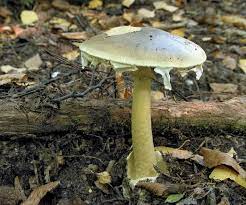 We did not find results for: 7 Of The World S Most Poisonous Mushrooms Britannica