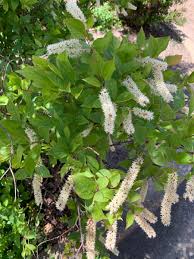 Virginia Sweetspire Shrubs Soil Seeds