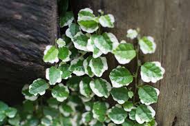 斑入り植物に最初に注目したのは日本人だった Lovegreen ラブグリーン