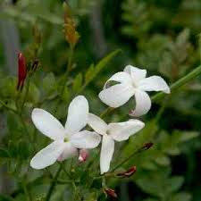 Image result for Jasminum grandiflorum