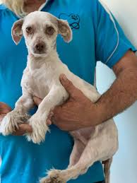 The height from the dog's withers to the ground is equal to the length from the dog's withers to the tail. Cliff Small Male Maltese X Shih Tzu Dog In Qld Petrescue
