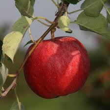 These days, it's easy to find dwarf fruit trees. One Of The Earliest To Ripen Dwarf Gala Apple Tree Plants Seeds Bulbs Patio Lawn Garden Guardebem Com